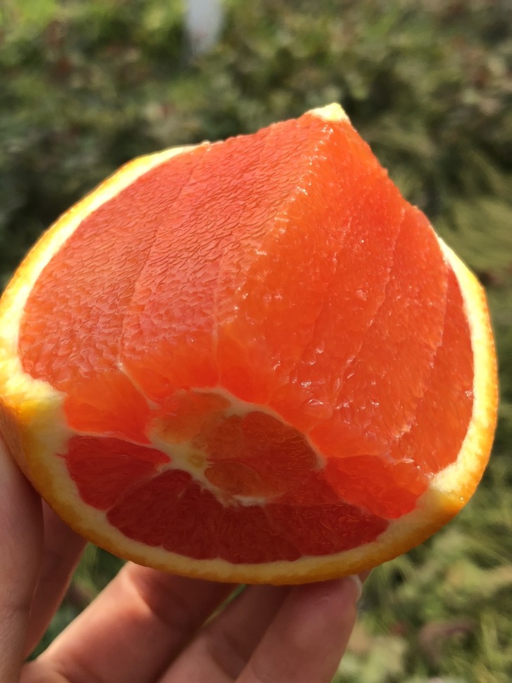 美国新奇士caracara血橙 大果 |纯真红色果肉,细嫩到