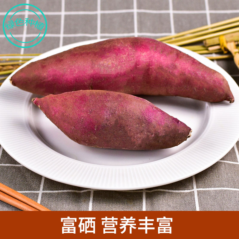 高淀粉红薯品种图片