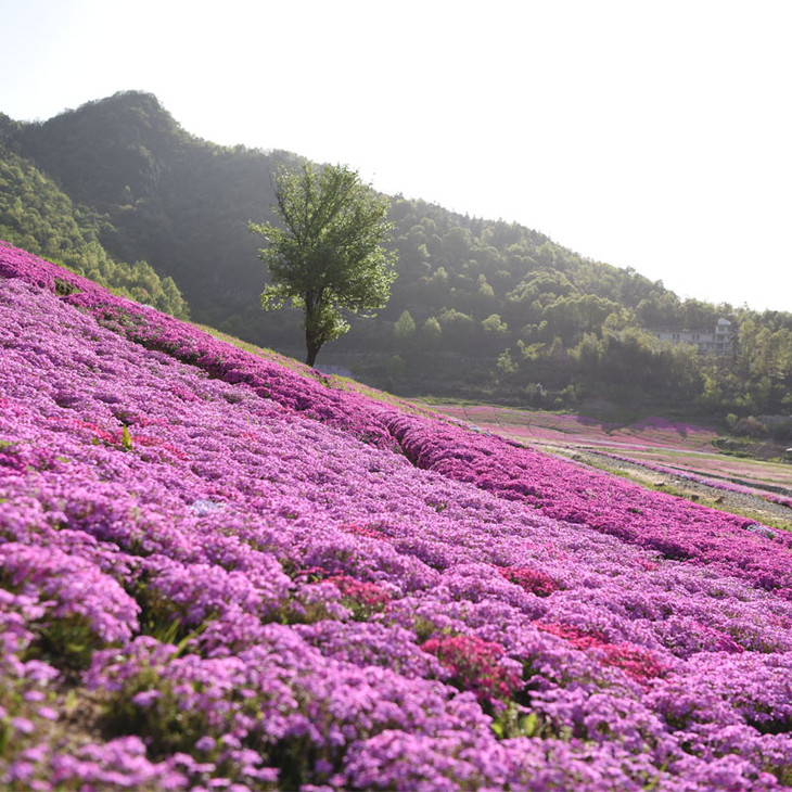 船仓花海门票预售