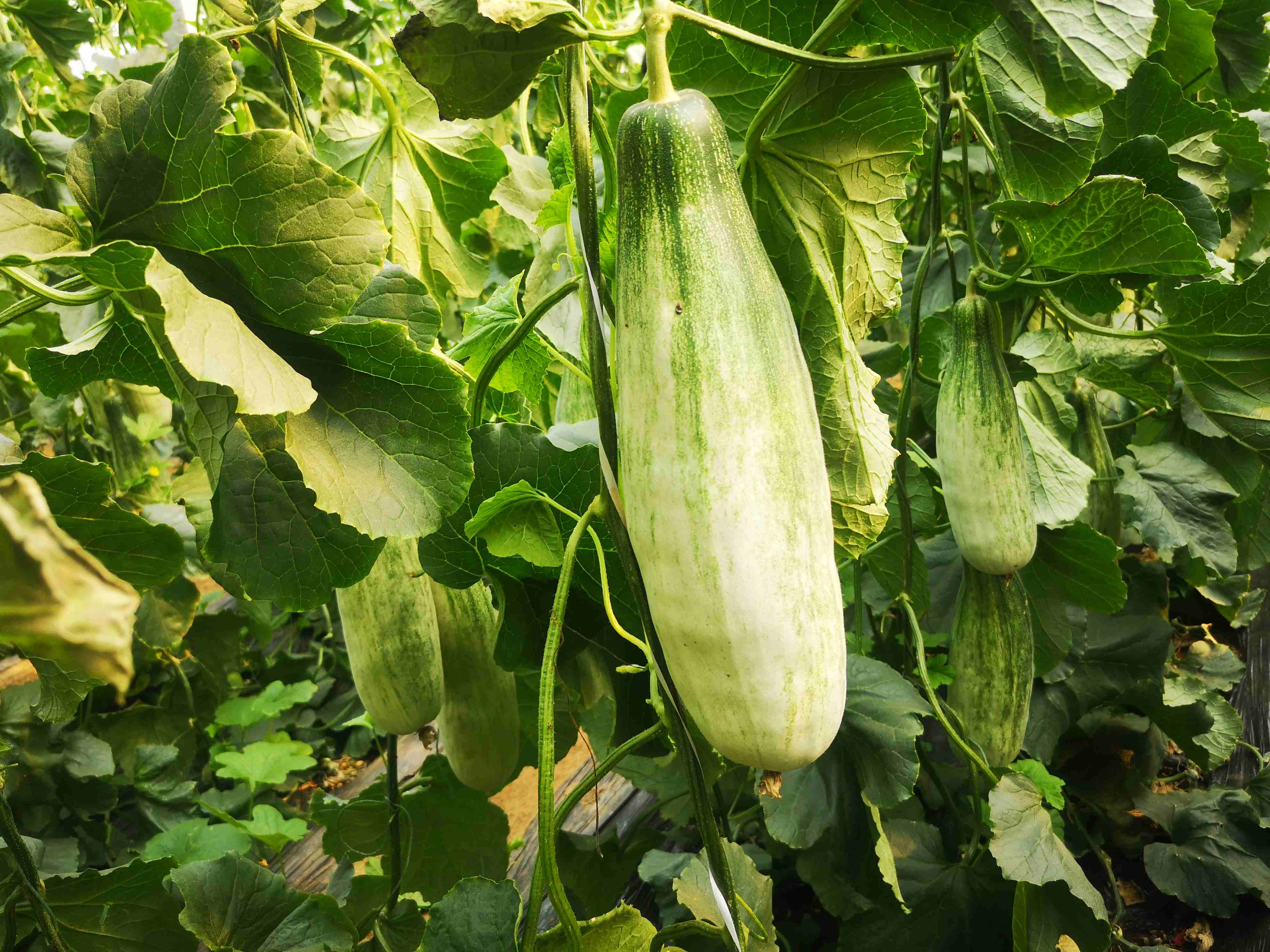 山东原产地,羊角蜜甜瓜,香酥脆甜,羊角酥应季水果