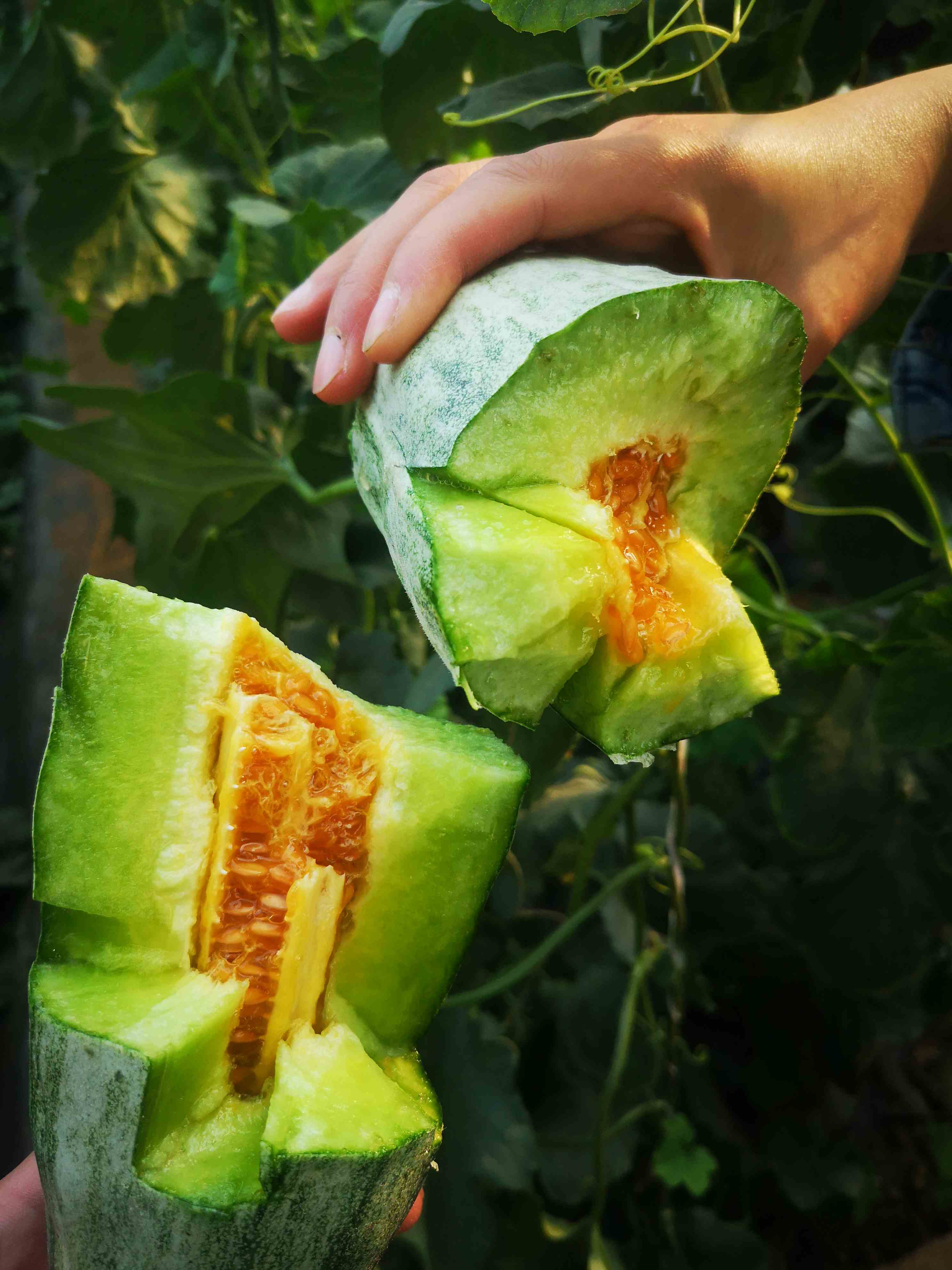 山东原产地,羊角蜜甜瓜,香酥脆甜,羊角酥应季水果