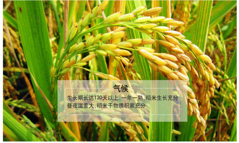 硒都海伦黑土寒地香稻七不水稻大米 寒地世界顶级品种 首创 心法农业