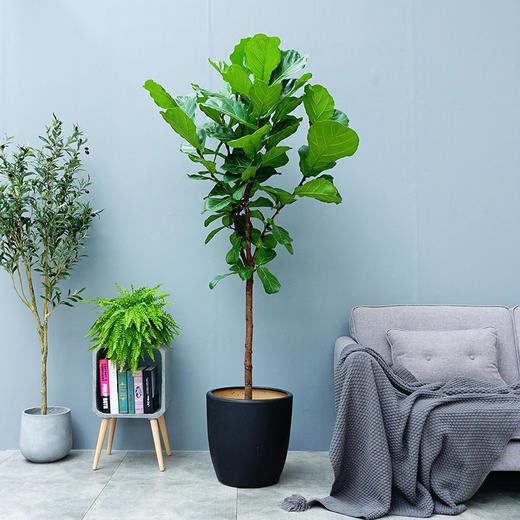 琴叶榕绿植盆栽-客厅大型绿植室内网红植物棒棒糖型(盆子随机)