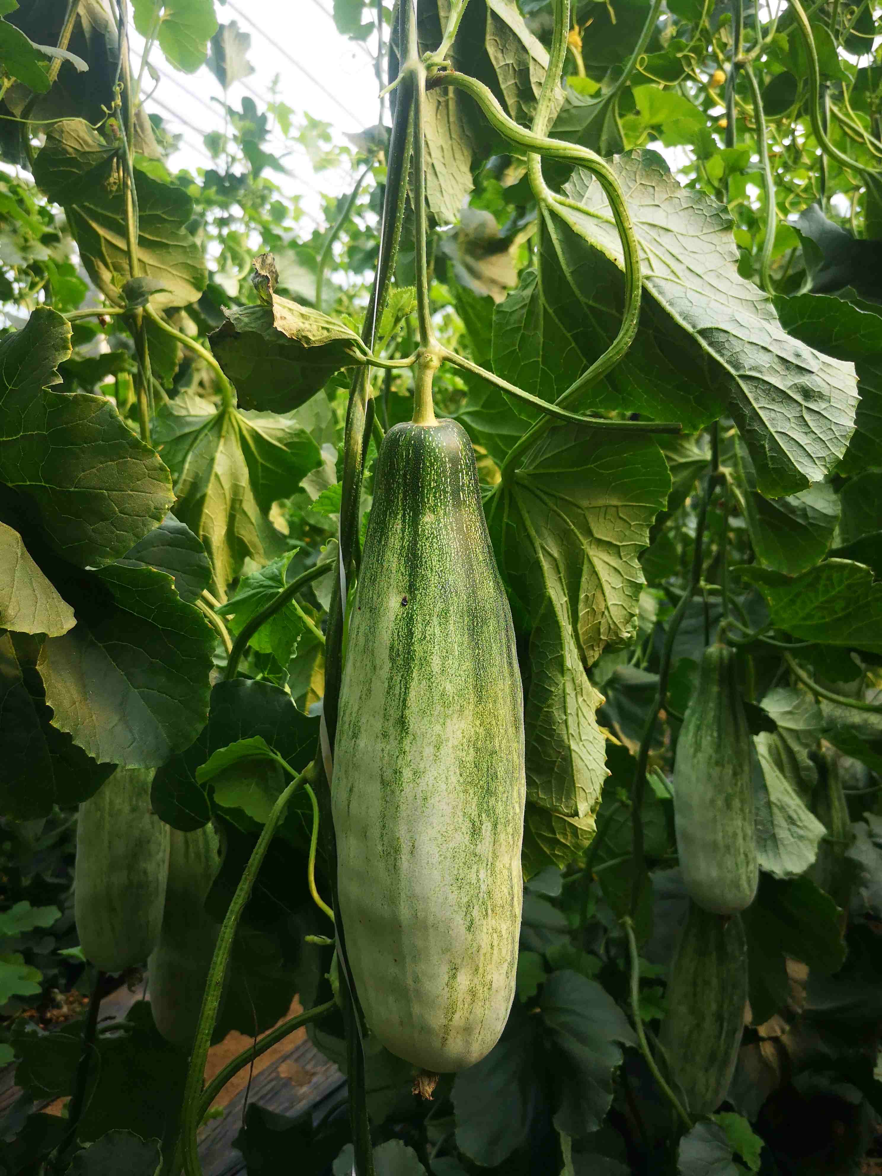 山东原产地,羊角蜜甜瓜,香酥脆甜,羊角酥应季水果