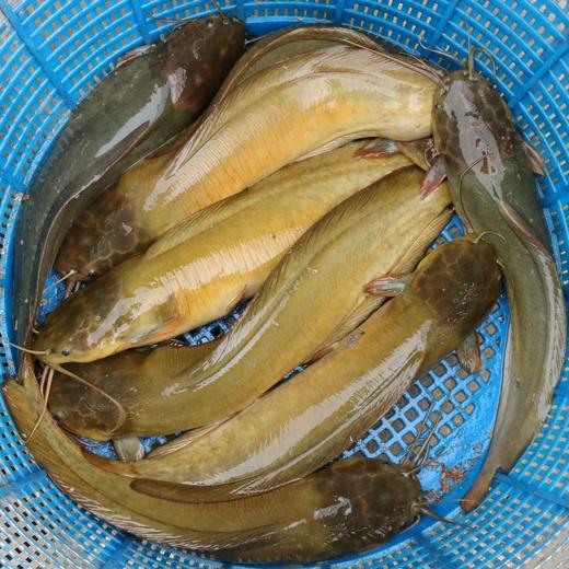 生态塘鲺冷鲜，广东省内下单） | 绿家自产*Eco-catfish | Self-production 商品图0