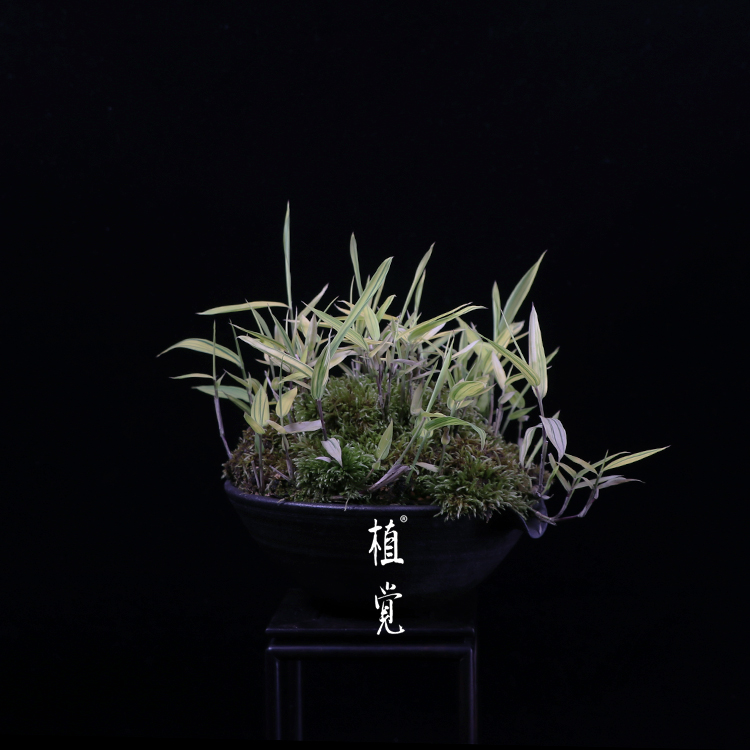 植觉【台湾内门竹】书房桌面趣味盆栽室内阳台庭院孤品台湾内门竹