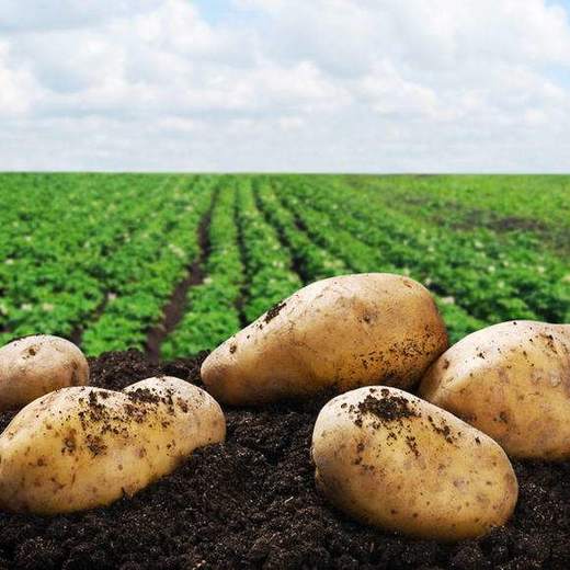 有机新土豆空运落地，同城配送 商品图0