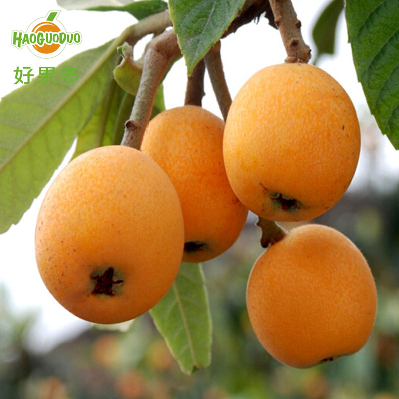 四川攀枝花大红袍枇杷3斤份筐