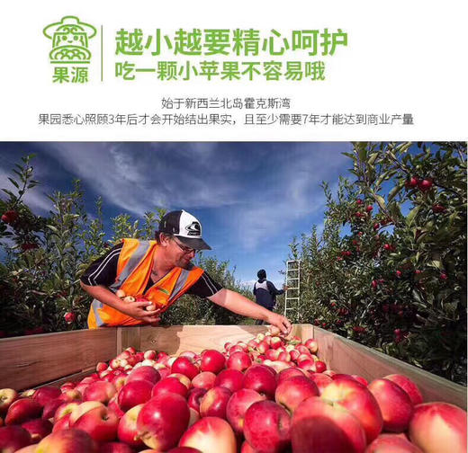 新西兰Rockit樱桃小苹果🍎——外形迷你，脆甜可口 商品图12