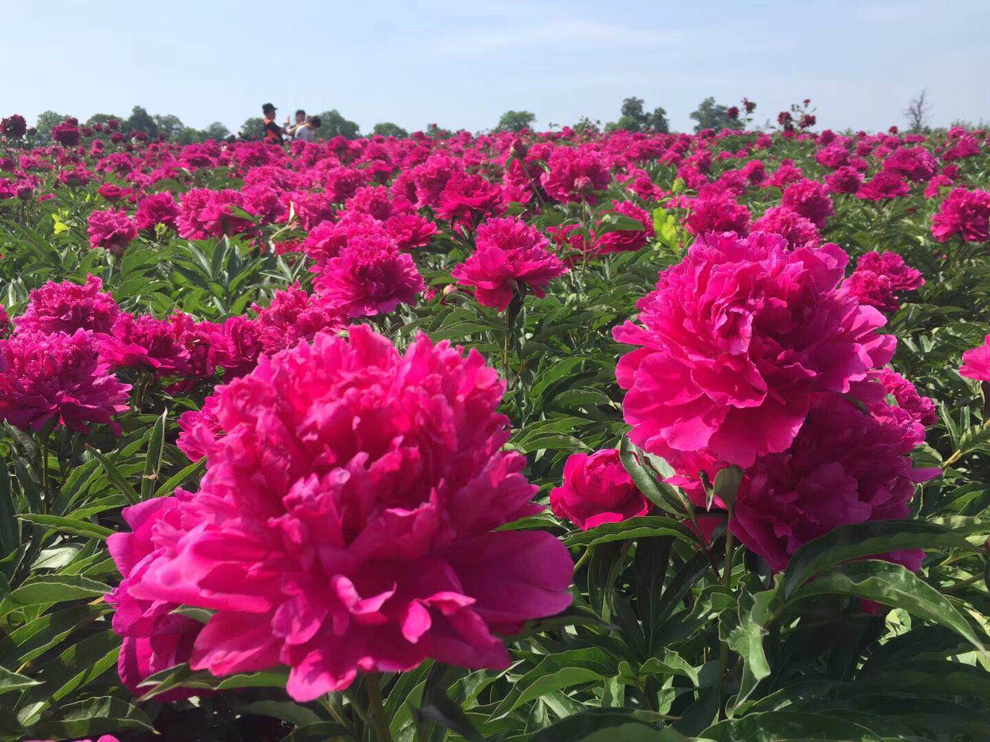 【预售山东芍药】200支458元,顺丰发货,运费到付!(25号以后陆续发货)