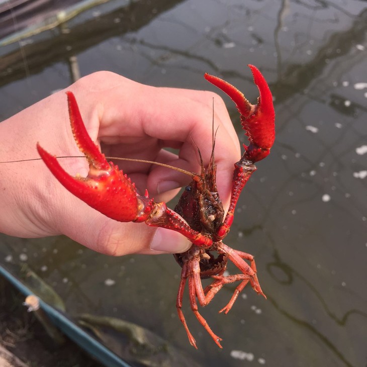 5/2-5/3 安吉休闲两日游 亲子农耕体验 抓龙虾 摸螺丝 亲子野炊 亲子