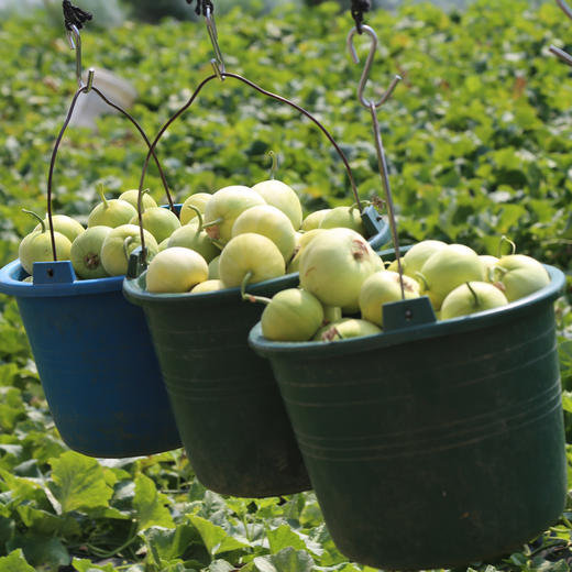 【2026年！马连庄小甜瓜 】果之澜签约基地严苛甄选 ！脆甜爽口，瓜香浓郁 ，带瓤一起吃独特新体验。山东基地直发，全国包邮~ 商品图4