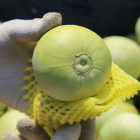 【2026年！马连庄小甜瓜 】果之澜签约基地严苛甄选 ！脆甜爽口，瓜香浓郁 ，带瓤一起吃独特新体验。山东基地直发，全国包邮~