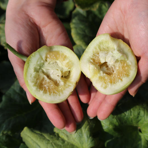 【2026年！马连庄小甜瓜 】果之澜签约基地严苛甄选 ！脆甜爽口，瓜香浓郁 ，带瓤一起吃独特新体验。山东基地直发，全国包邮~ 商品图3