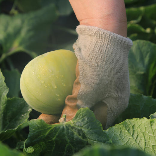 【2026年！马连庄小甜瓜 】果之澜签约基地严苛甄选 ！脆甜爽口，瓜香浓郁 ，带瓤一起吃独特新体验。山东基地直发，全国包邮~ 商品图5