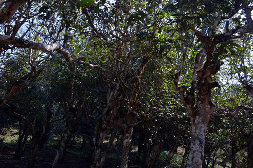 老班章2026-1000克-晒青绿茶 商品图2