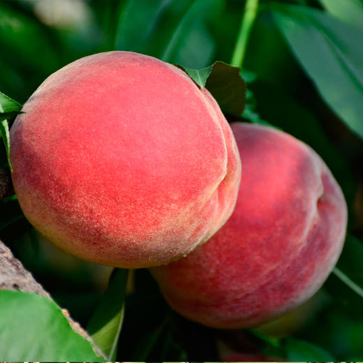 (预售5月初发货)【限时优惠买3斤送2斤,云南深山新鲜毛桃,脆甜,自然