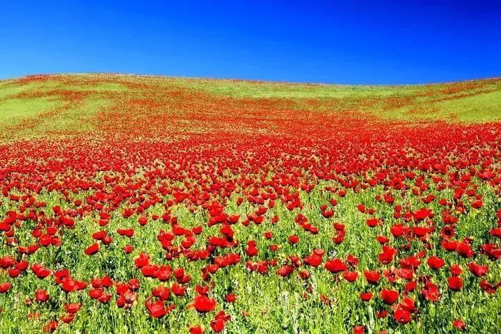 新疆草原花海|天山大环线12天摄影团