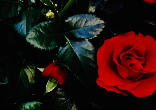 德文诗歌诵读 Röselein（小玫瑰，Op. 89, No. 6） 商品图0