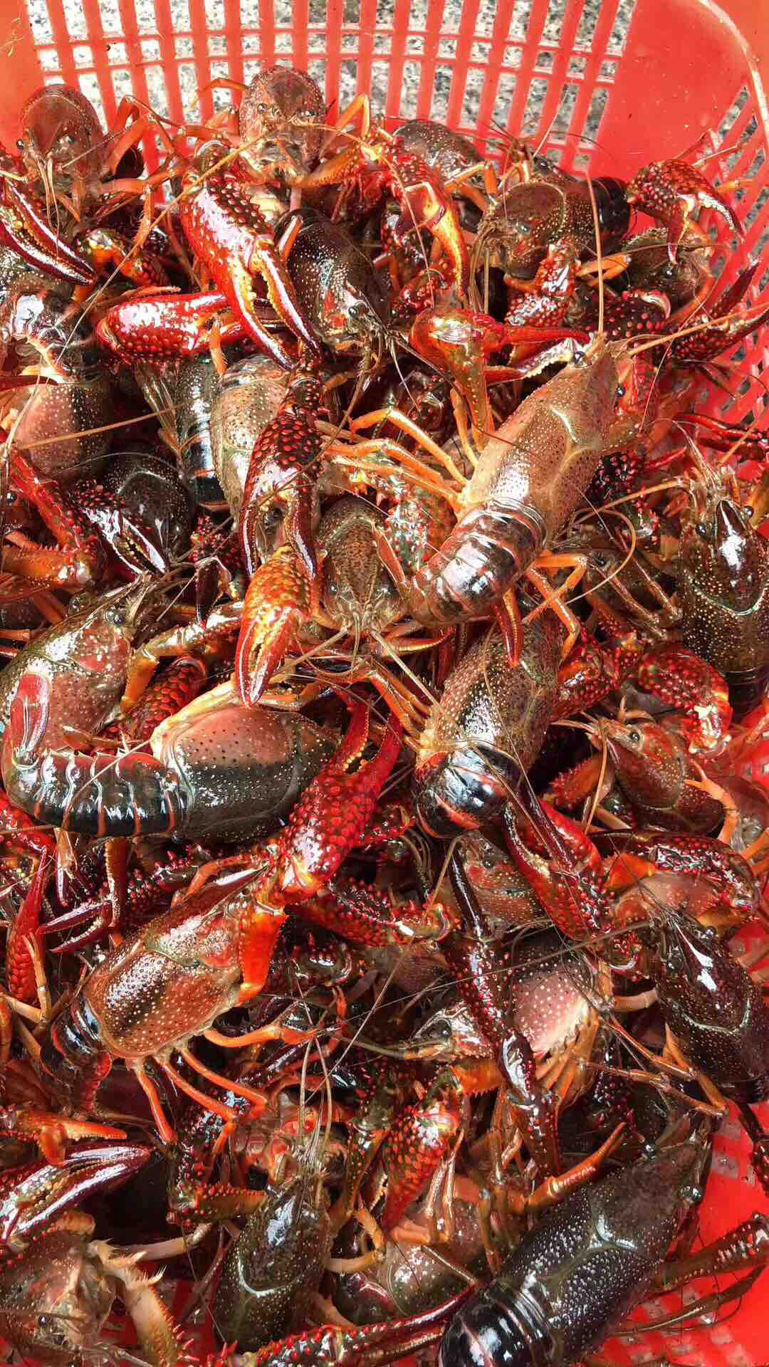 金湖大拇指蒜泥龙虾