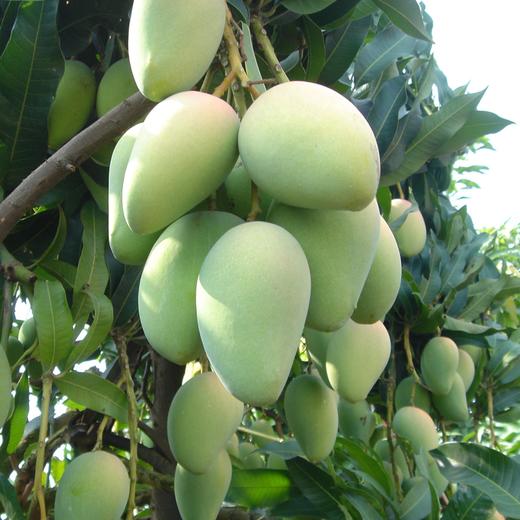 百色芒果 | 芒着想你,再忙要感恩有你,精品桂七香芒大台芒5斤10斤装