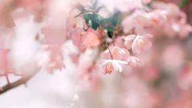 又到了百花盛开的季节了！