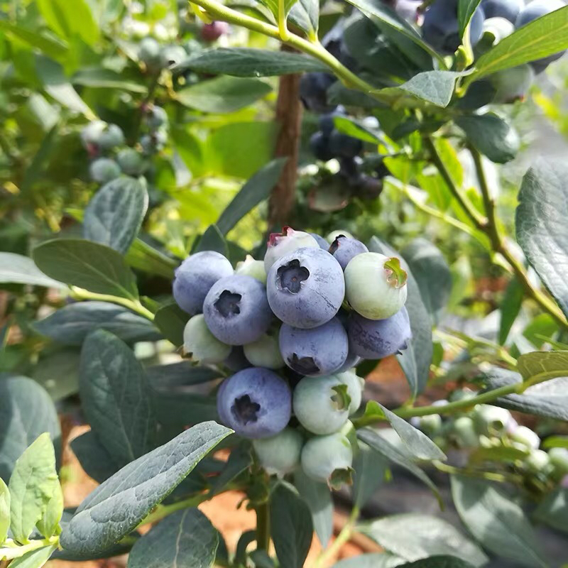 【全国包邮,不发货区域见链接详情】云南 高原 山地 蓝莓125g/盒*6盒