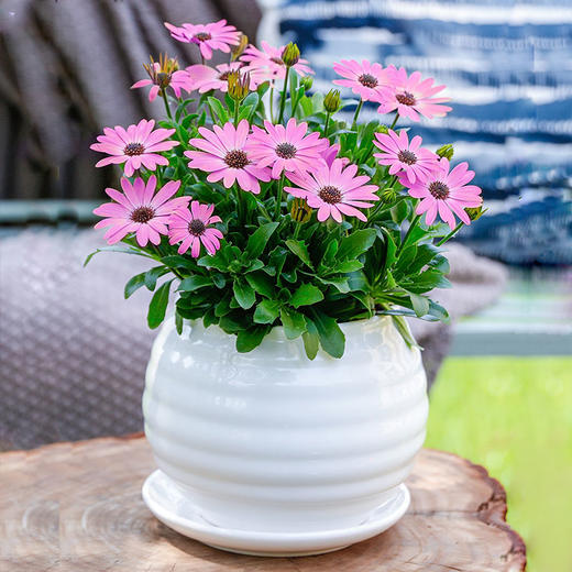 玲牵牛花万寿菊盆栽舞春花带花苞庭院花卉植物室外阳台花期长大好养活