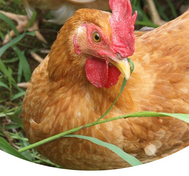 【湖南茶园散养湘黄鸡】净膛,约800克/只,湖南出口名鸡,油茶林8个月散