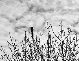 德文诗歌诵读 Feldeinsamkeit（田野的孤寂 Op.86, No.2）