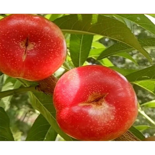 油蟠桃（智利） 商品图0