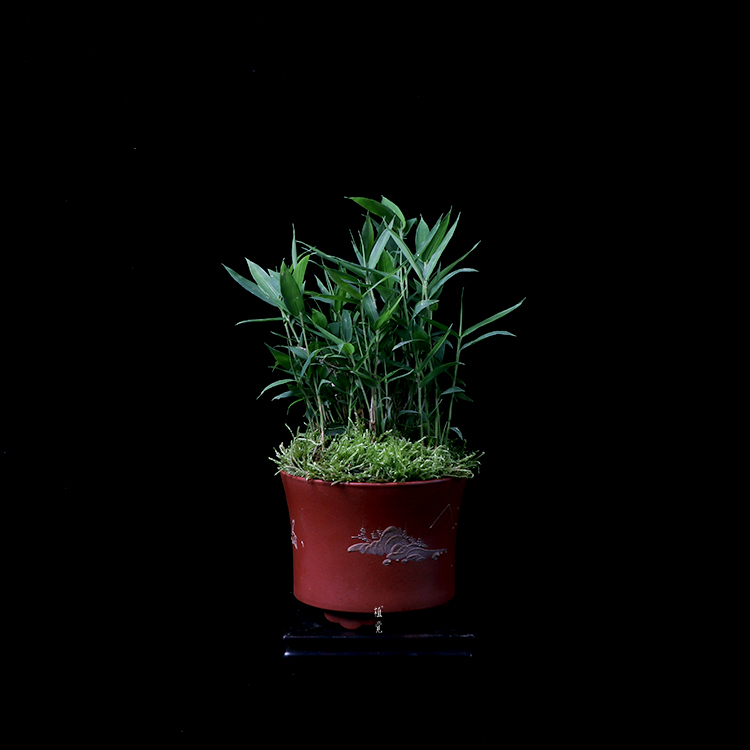 植觉【孤品】趣味盆栽摆件书房庭院室内盆景孤品 姬竹