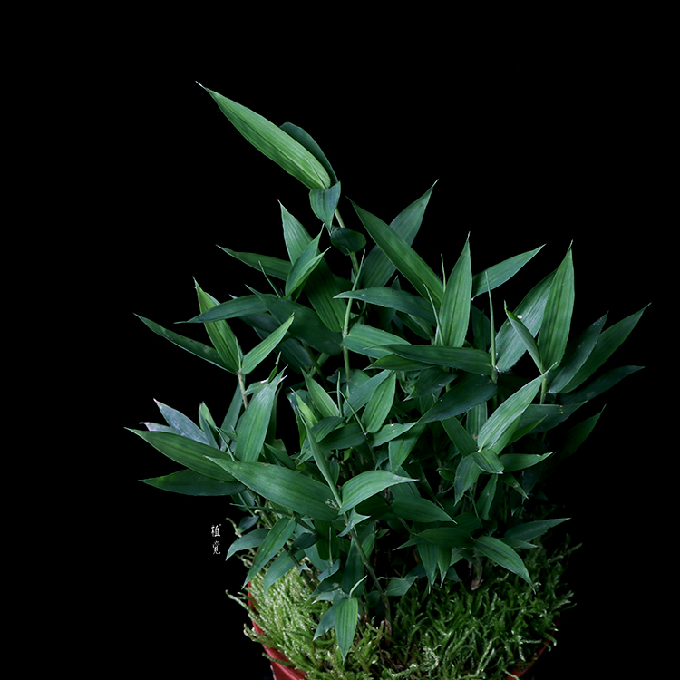 植觉【孤品】趣味盆栽摆件书房庭院室内盆景孤品 姬竹