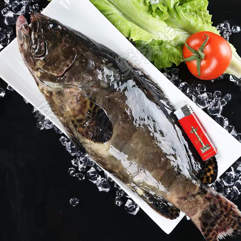 【门店预售】东山海鲜活鲜生龙胆 约3斤至6斤/1条 多还少补(当天到岸