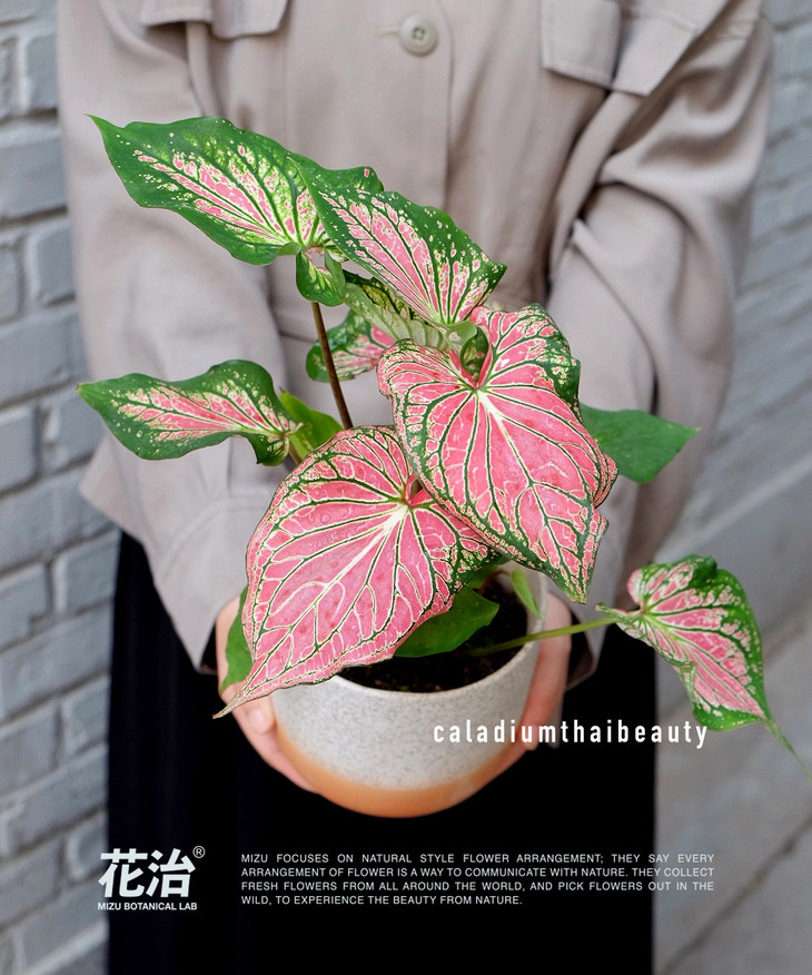 南天星-粉红合果芋 caladiumthaibeauty