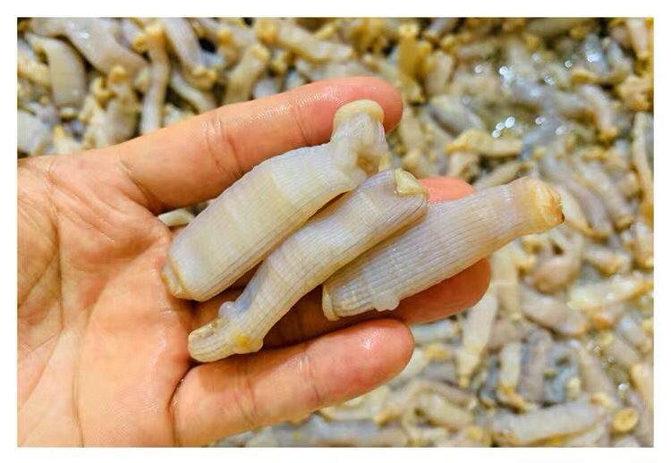 【海鲜任意3斤起购】东山海鲜活鲜沙虫|沙虫适合煮粥类 老少皆宜 珍品