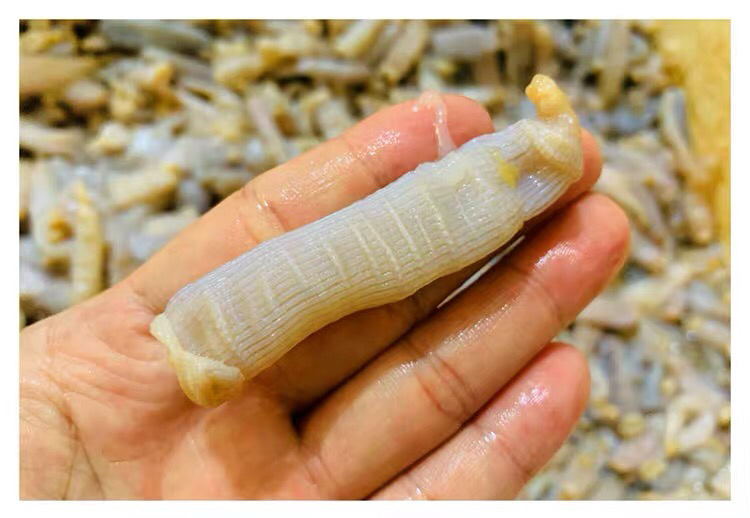 【海鲜任意3斤起购】东山海鲜活鲜沙虫|沙虫适合煮粥类 老少皆宜 珍品