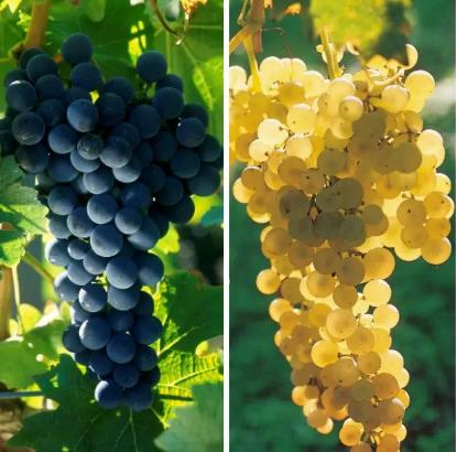 细数白兰地与葡萄酒的10点区别 商品图0