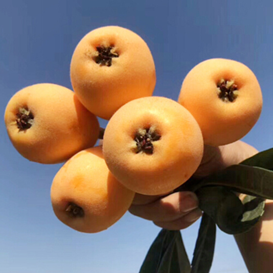 8元河池南丹特产罗富枇杷纯甜不酸,现摘现发包邮(仅售广西区内)