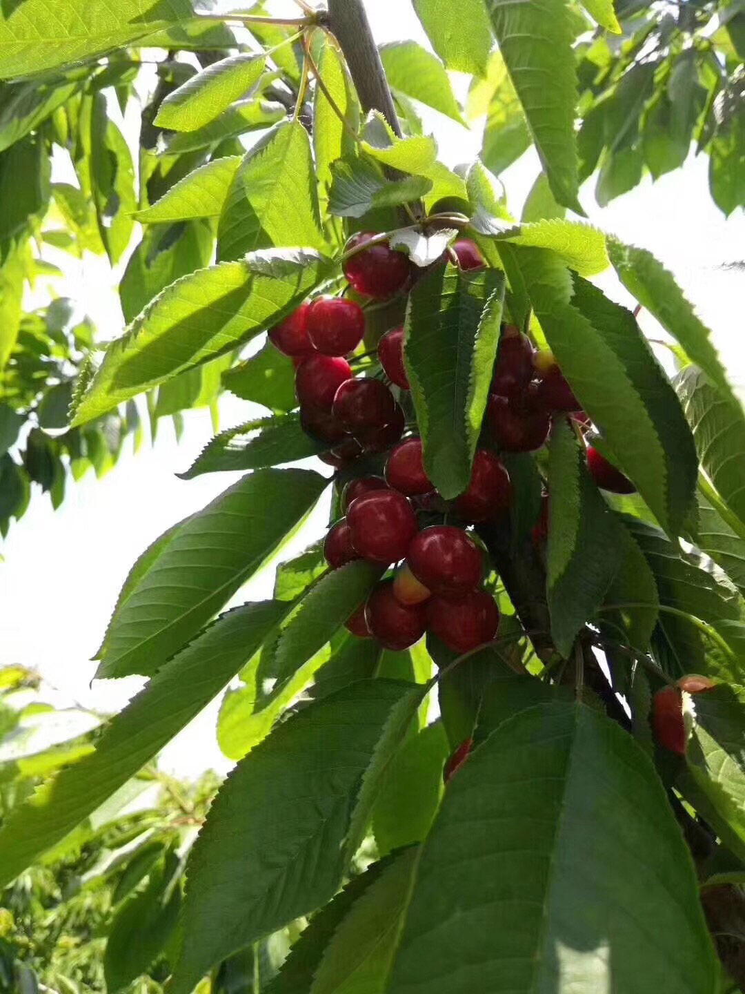 4斤 宝鸡大樱桃