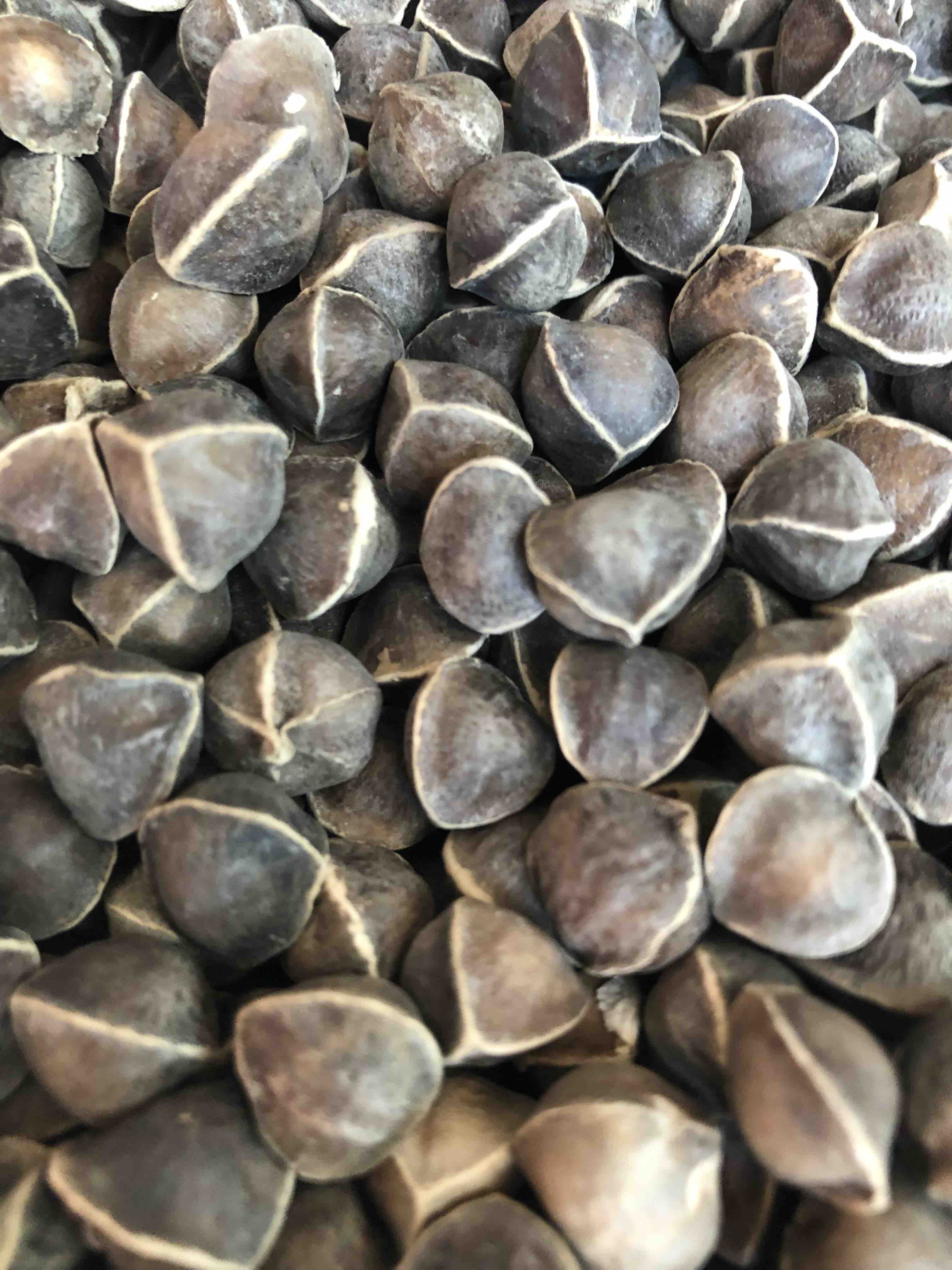 印度辣木籽超大果