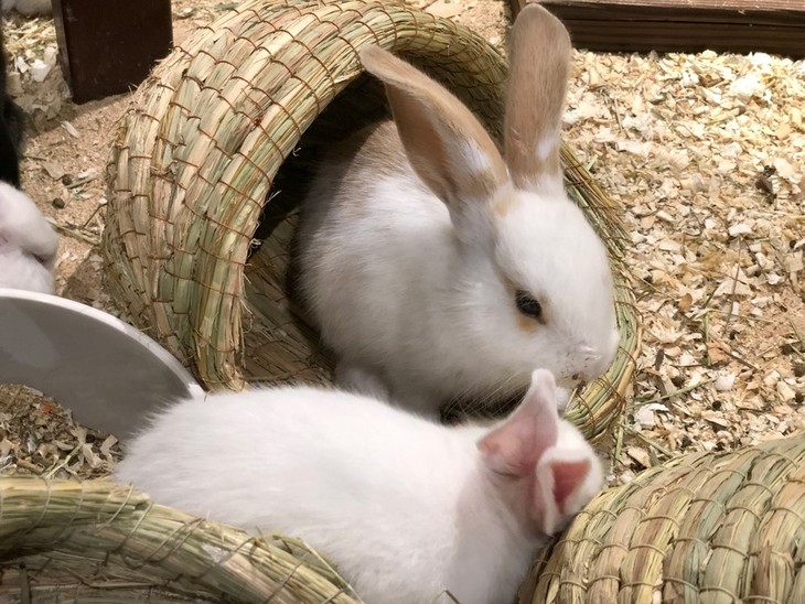 蹦蹦跳跳真可爱