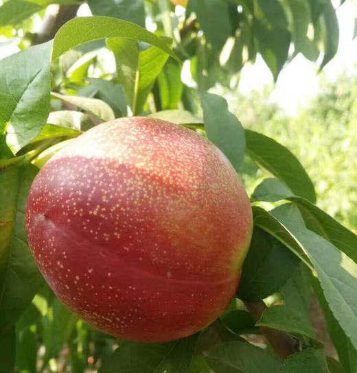 云南新鲜油桃 商品图1