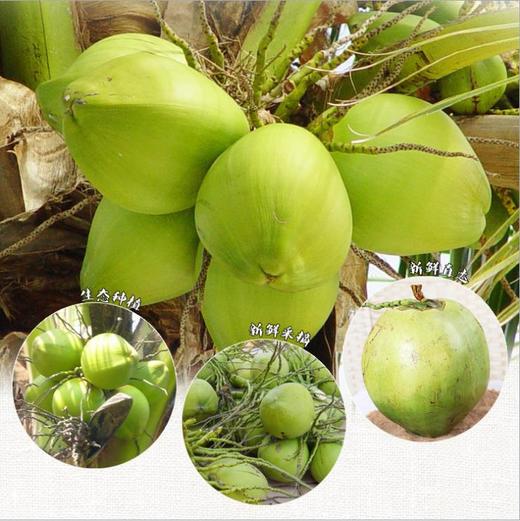 新鲜椰青 海南椰子 椰青带皮椰子文昌三亚 新鲜水果椰子 现摘 青椰子 商品图2