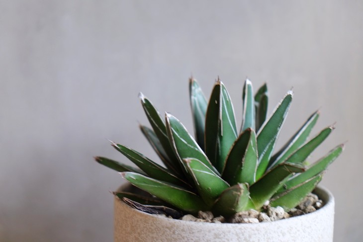 墨西哥 · 笹之雪