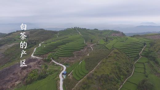1.白茶的产区 商品图0