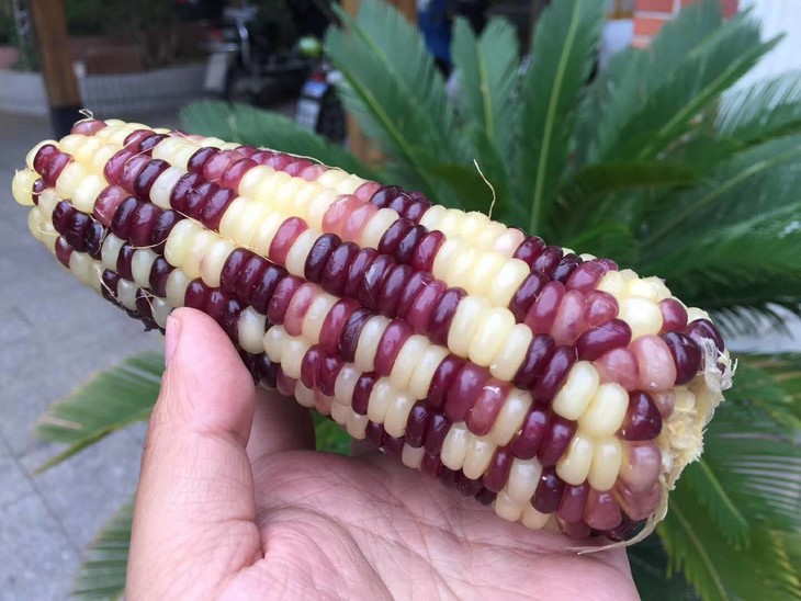 东北甜糯玉米 1份10根 默认德邦快递.