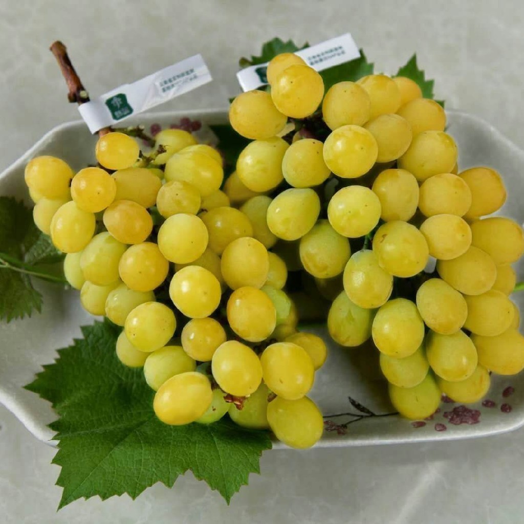 【锦瑜阳光黄金玫瑰】约重1斤.比晴王更好吃的葡萄.无籽纯甜