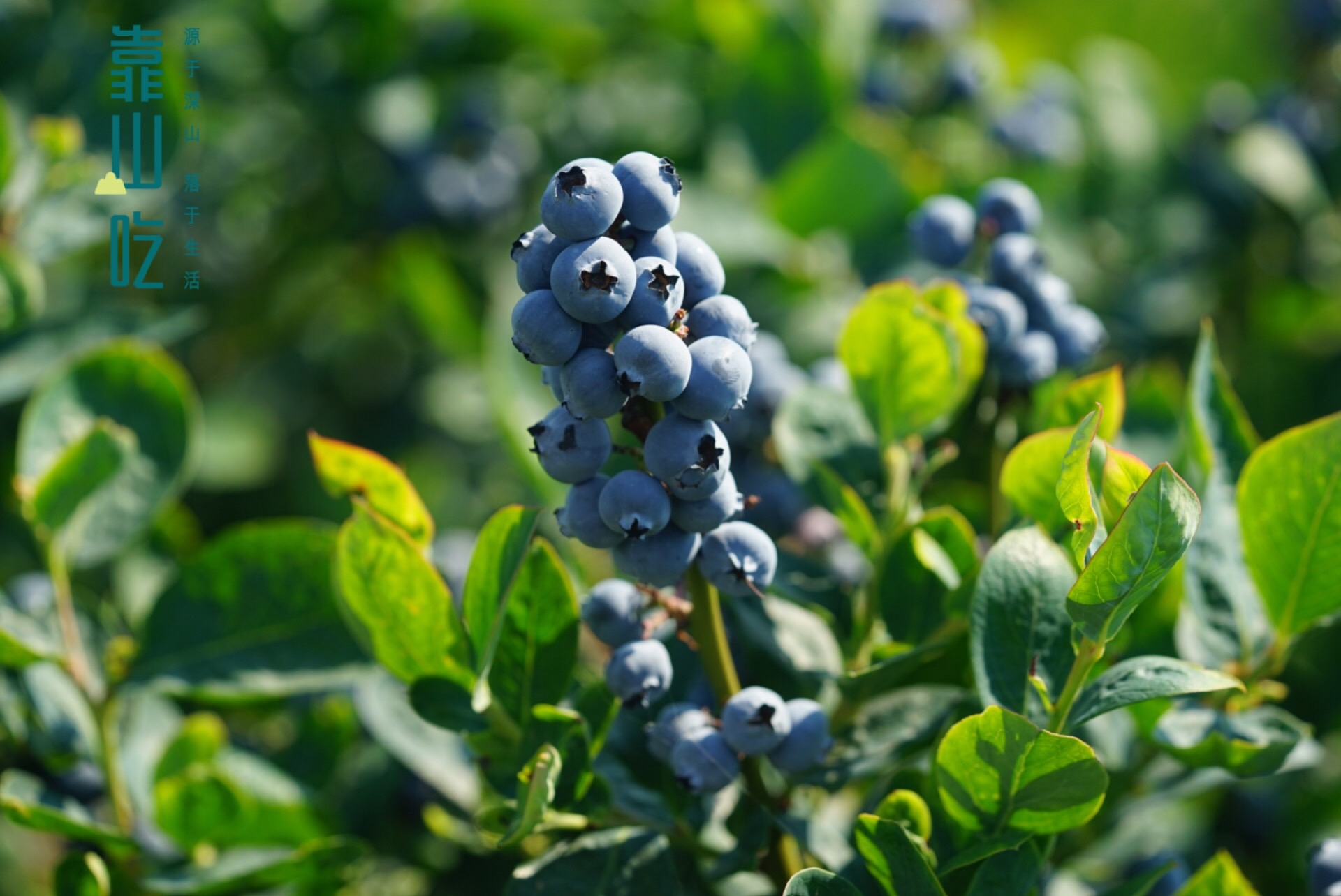 美国甜心蓝莓