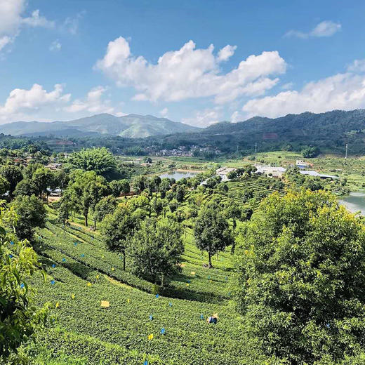 物本源有机无农药茶叶—茉莉雪龙（铁盒）35g 商品图3